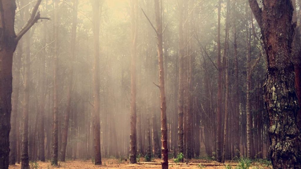 Pine Forest Kodaikanal