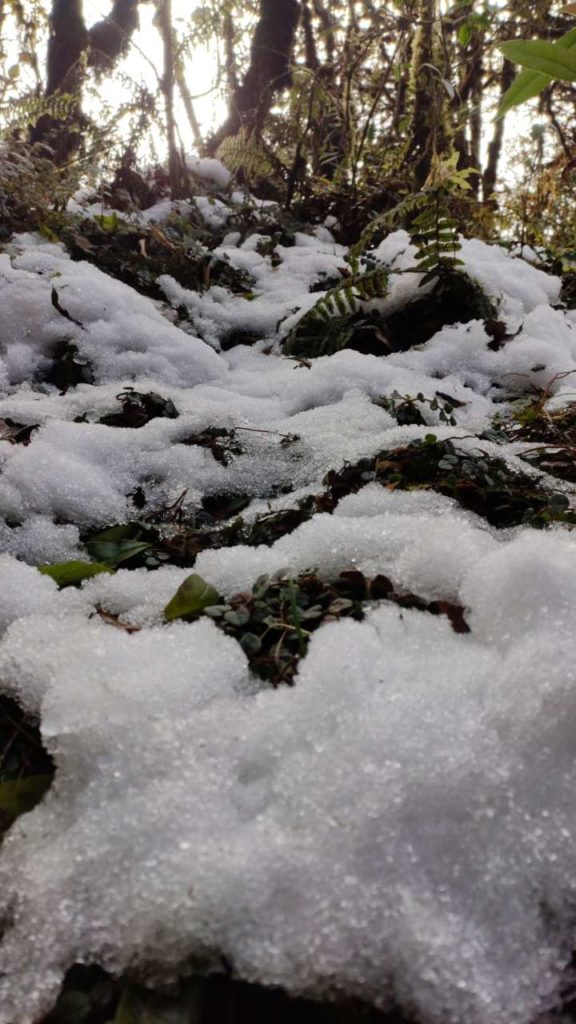 Rhodenderon Sanctuary Trek - Snow covering the weeds