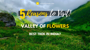 Read more about the article Valley of Flowers – The best trek in India?