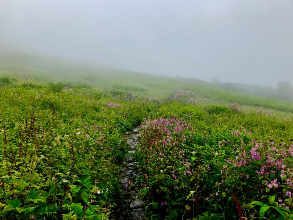 A trail between bright flowery bushes