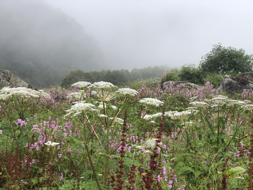 Heracleum Candicans in full bloom at Valley of Flowers
