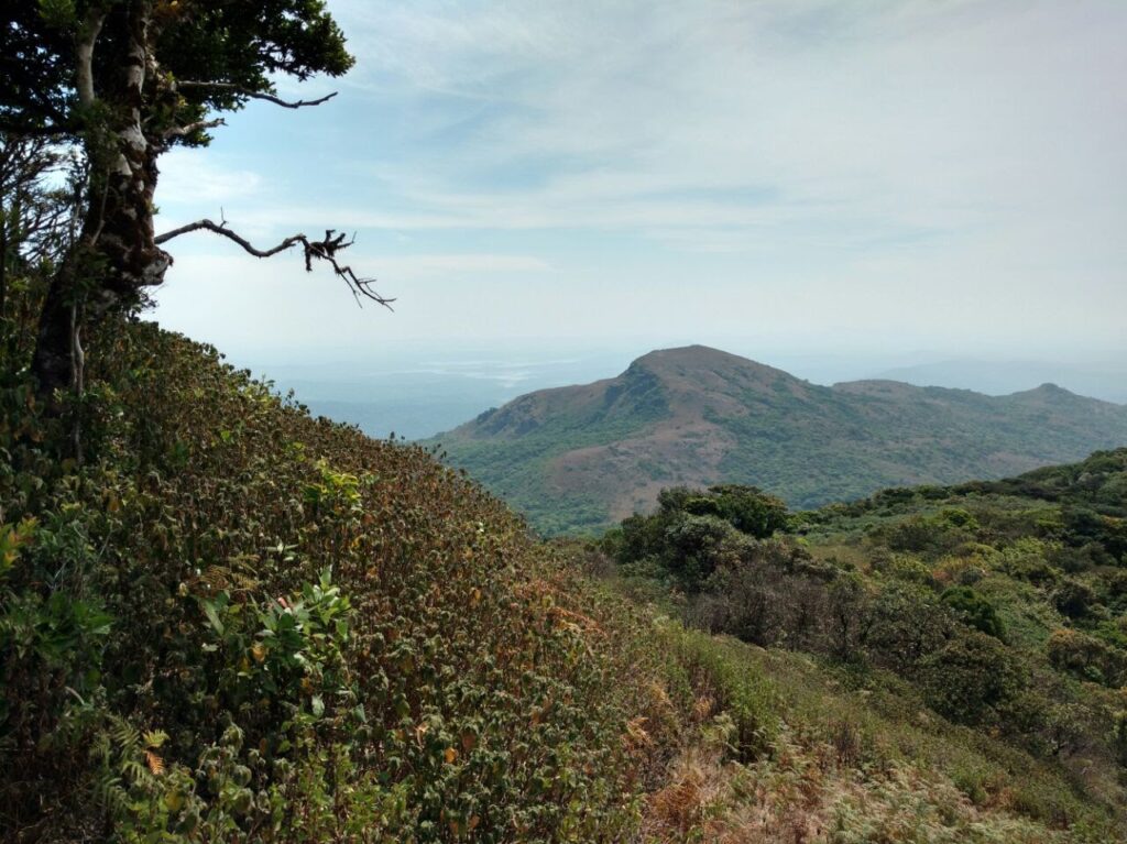 Landscape view of Kottebetta trek in Coorg