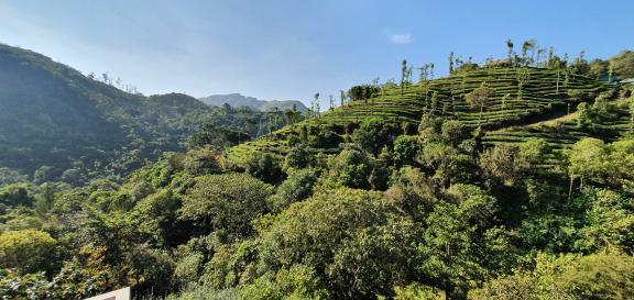 A view of the hills in Vagamon Kerala