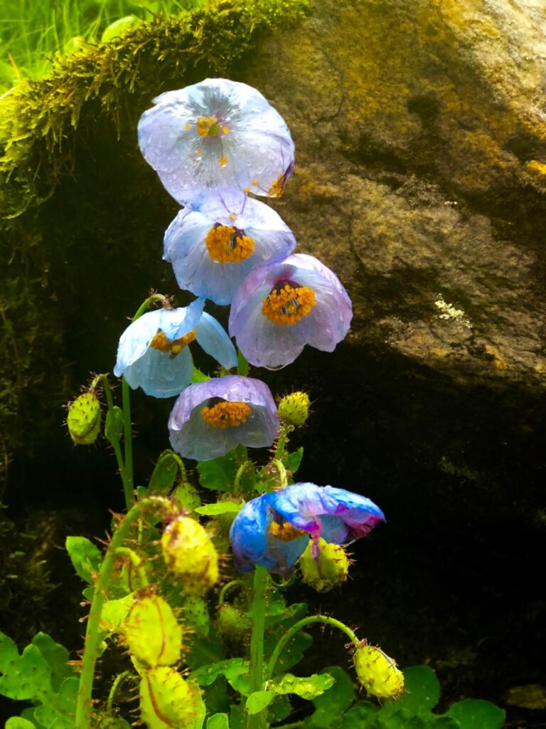 Endangered Blue Poppy Flower