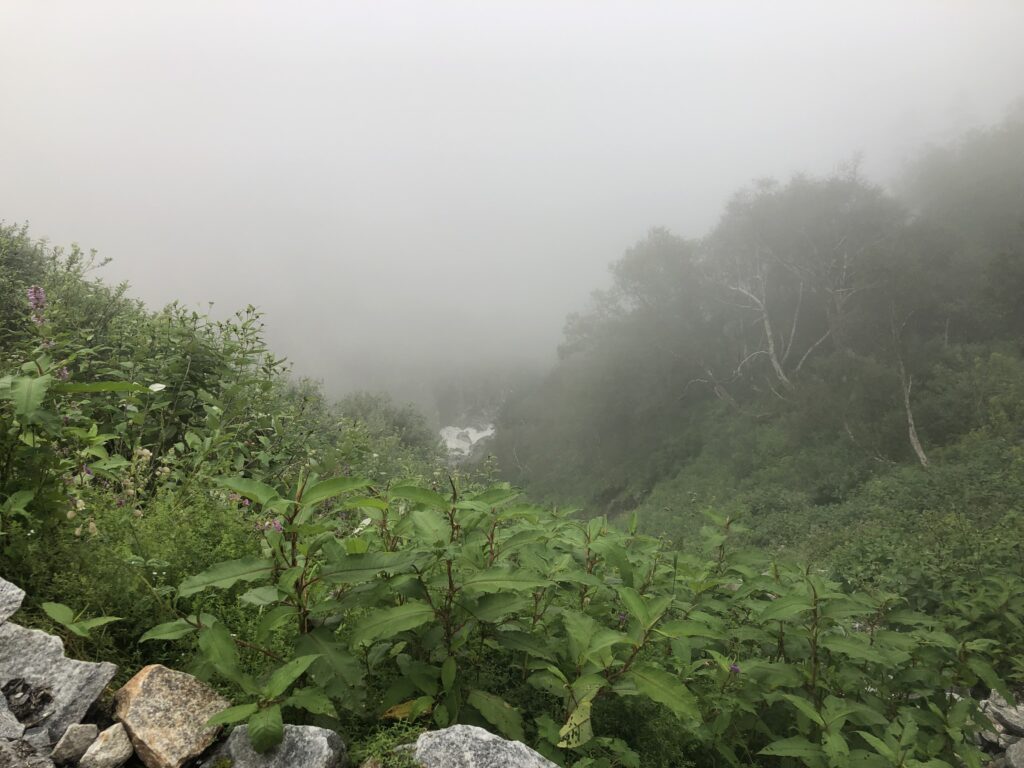 Valley of Flowers covered with clouds during monsoons