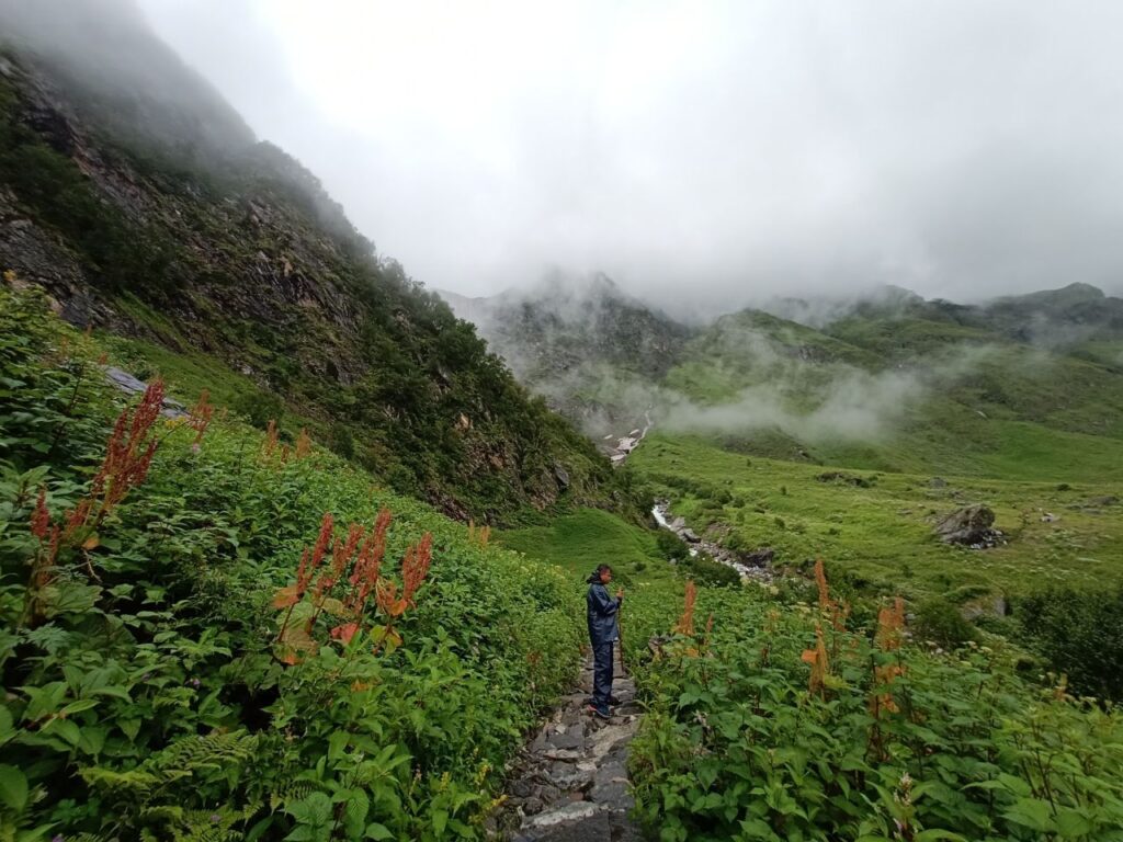 Beautiful trail between the meadows at Valley of Flowers