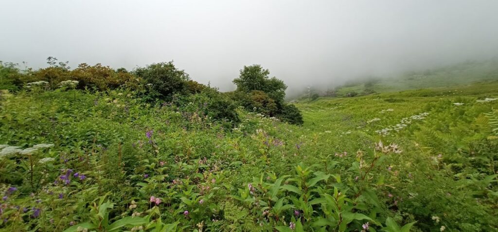 Stunning view of wide variety of flowers at Valley of Flowers