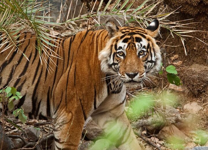 Photo of a tigeress at Sariska National Park