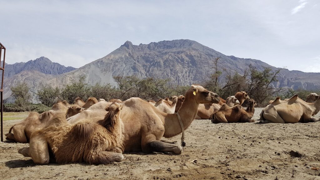 Bactrian Two-humped Camel at Hunder village in Nubra Valley, Ladakh