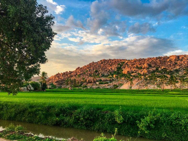 Landscape of Hampi with green rice paddy, boulders and tree at the side