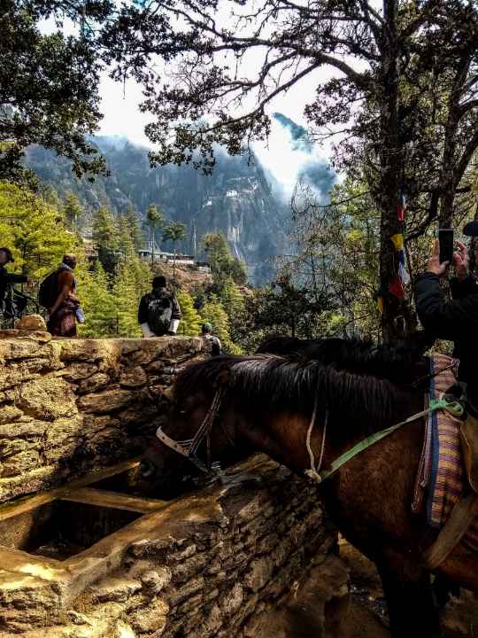 Horses drinking water, along the trail to Tiger's Nest of Bhutan