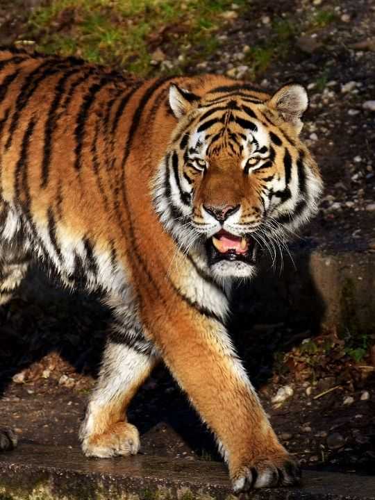 tiger in bandipur tiger reserve near wayanad