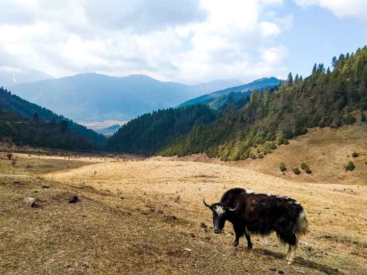 Yak by the road side of Phobjika Valley - which is very unique to find on road just like that making Bhutan the best travel destination