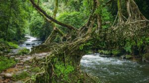 Living Root Bridge Meghalaya