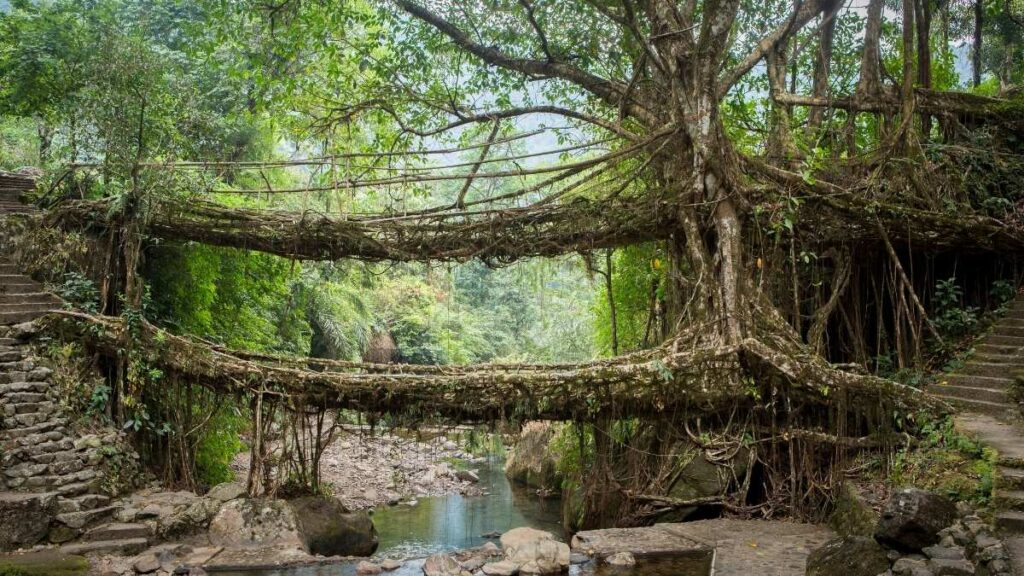 Double Decker Living Root Bridge Meghalaya
