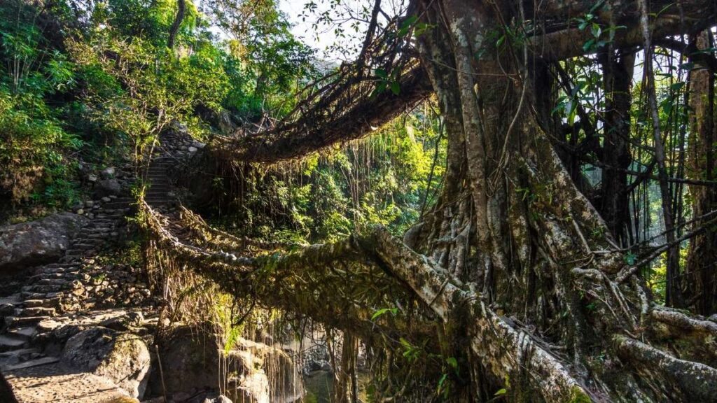 Double Decker Living Root Bridge Meghalaya