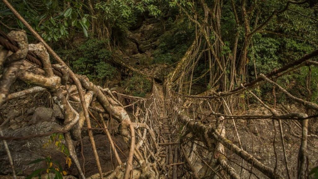 Living Root Bridge Meghalaya