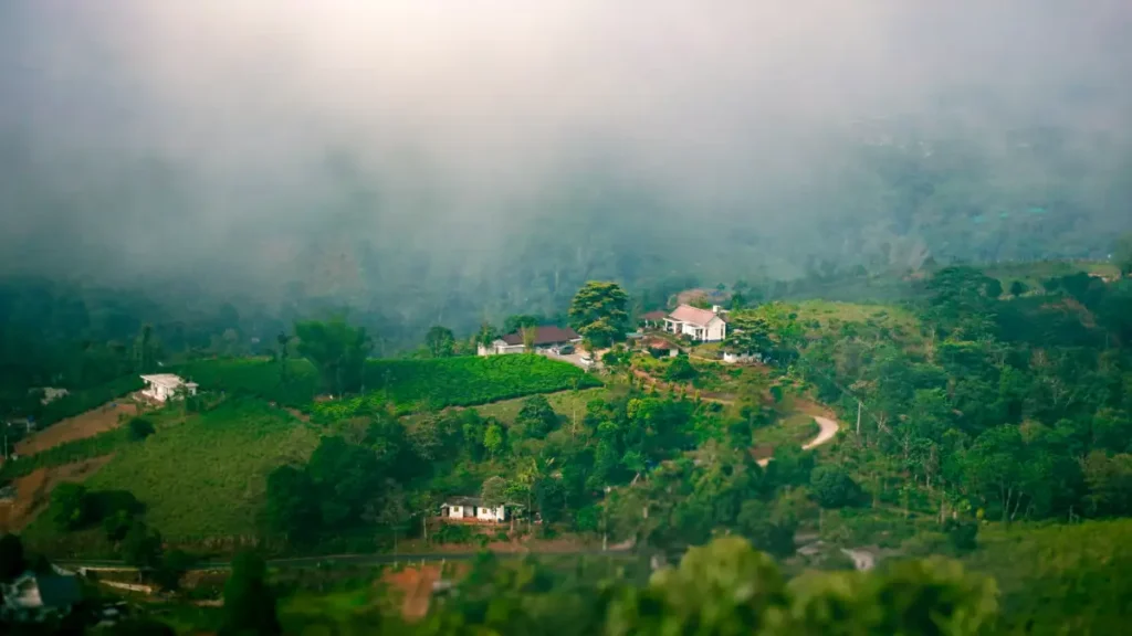 Vagamon Tea Garden and Green Rolling Hills
