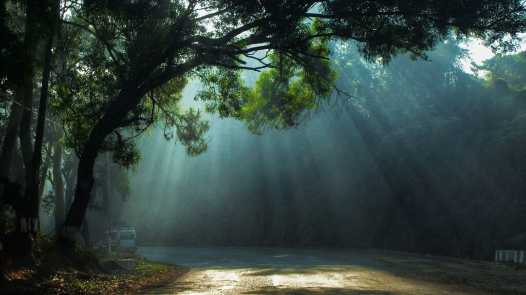 Sunlight filtering in through trees on a road in Shillong, Meghalaya